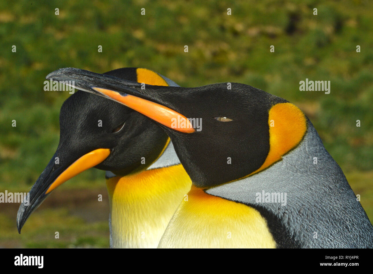 Königspinguin (Aptenodytes patagonicus), Porträt von zwei Erwachsene, Korpus Island, Falkland Inseln, Süd Atlantik Stockfoto