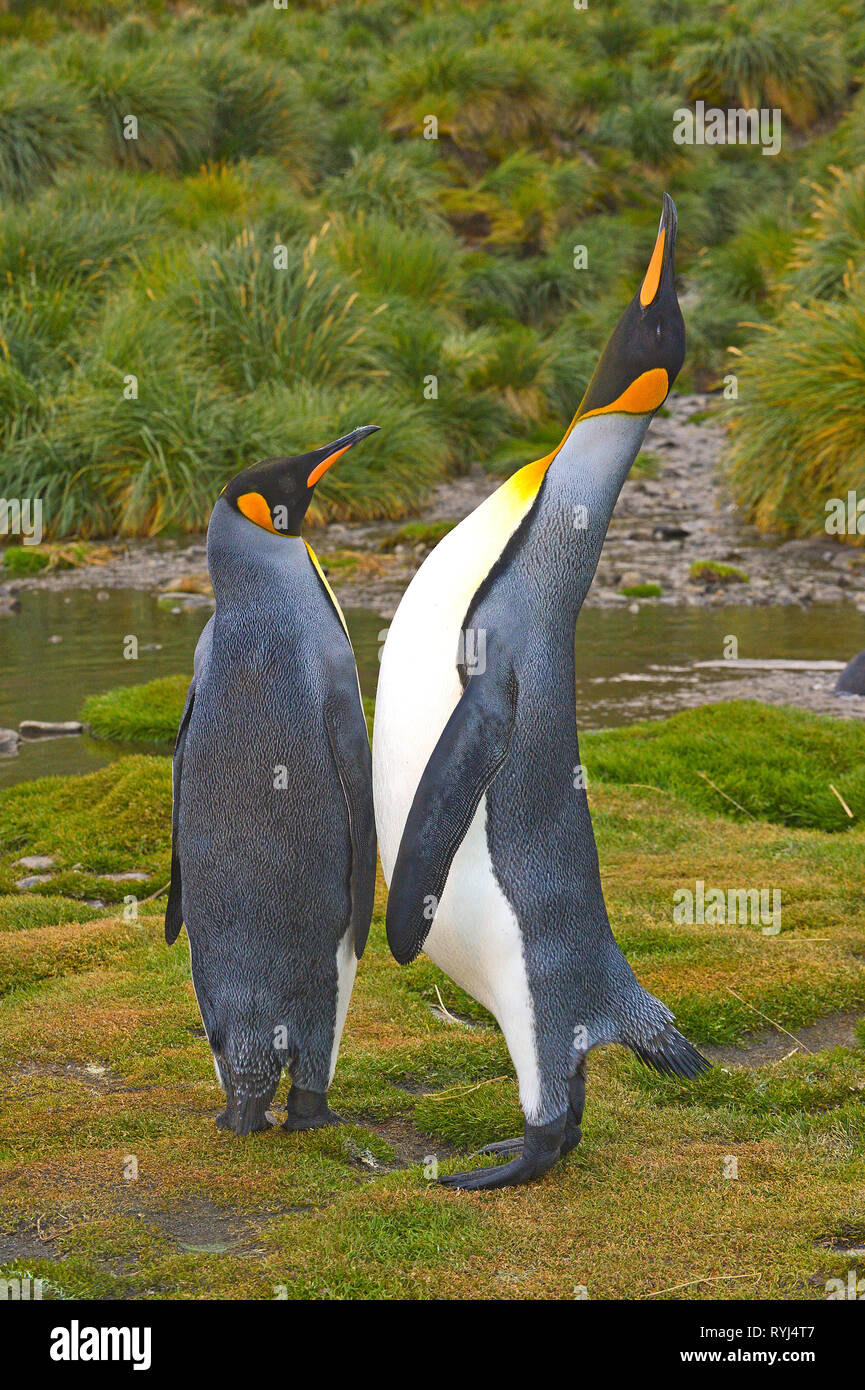 Königspinguine (Aptenodytes patagonicus), nach Paar auf South Georgia Island, Antarktis Stockfoto