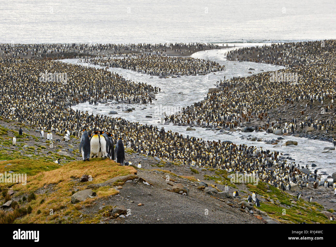 Tausende von Königspinguine (Aptenodytes patagonicus), ein nistplatz auf South Georgia Island, Antarktis Stockfoto