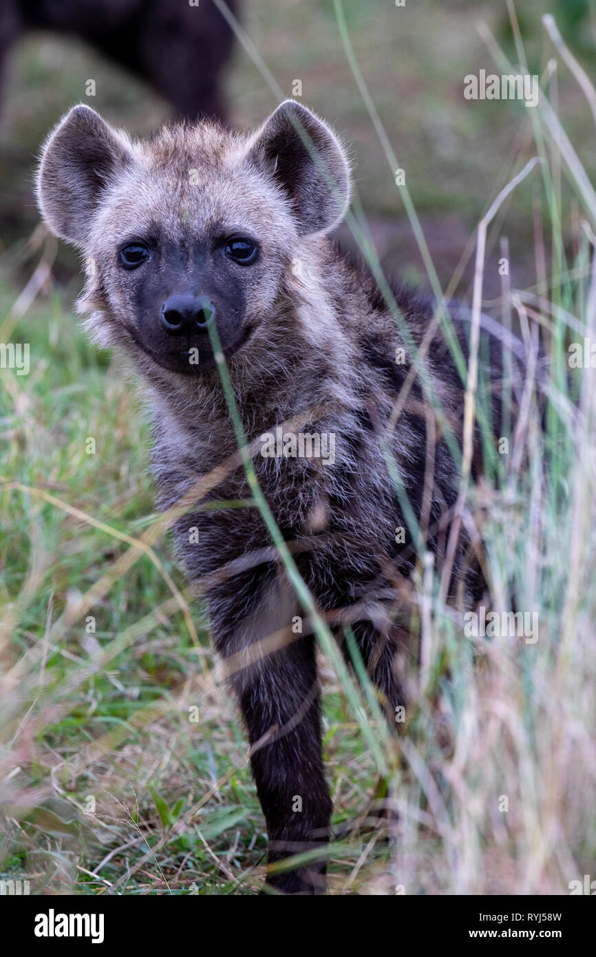 Tüpfelhyäne cub im Grasland, Kenia Afrika Stockfoto