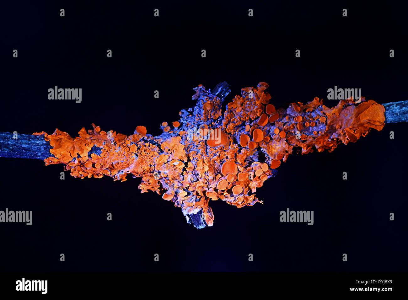 Gemeinsame orange Ufer flechten Xanthoria parietina und hoary Rosette Flechten, Physcia aipolia, im ultravioletten Licht fotografiert. Stockfoto