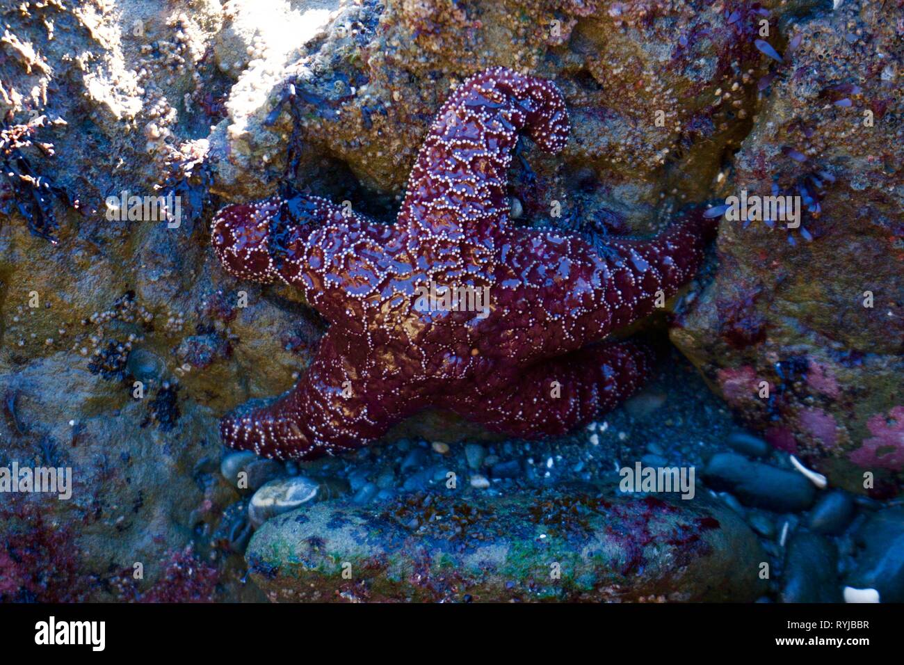 Star Fisch in einem Tide pool Stockfoto