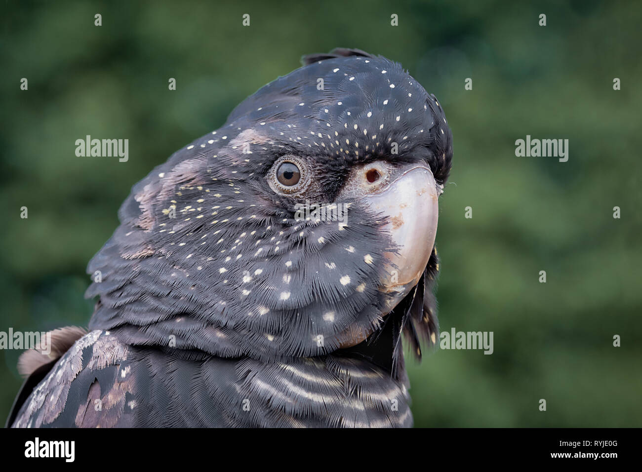 Ein sehr nahes Porträt eines Red tailed black Cockatoo. Es ist auf der Suche nach links gegen einen grünen Hintergrund und zeigt den Kopf nur Stockfoto