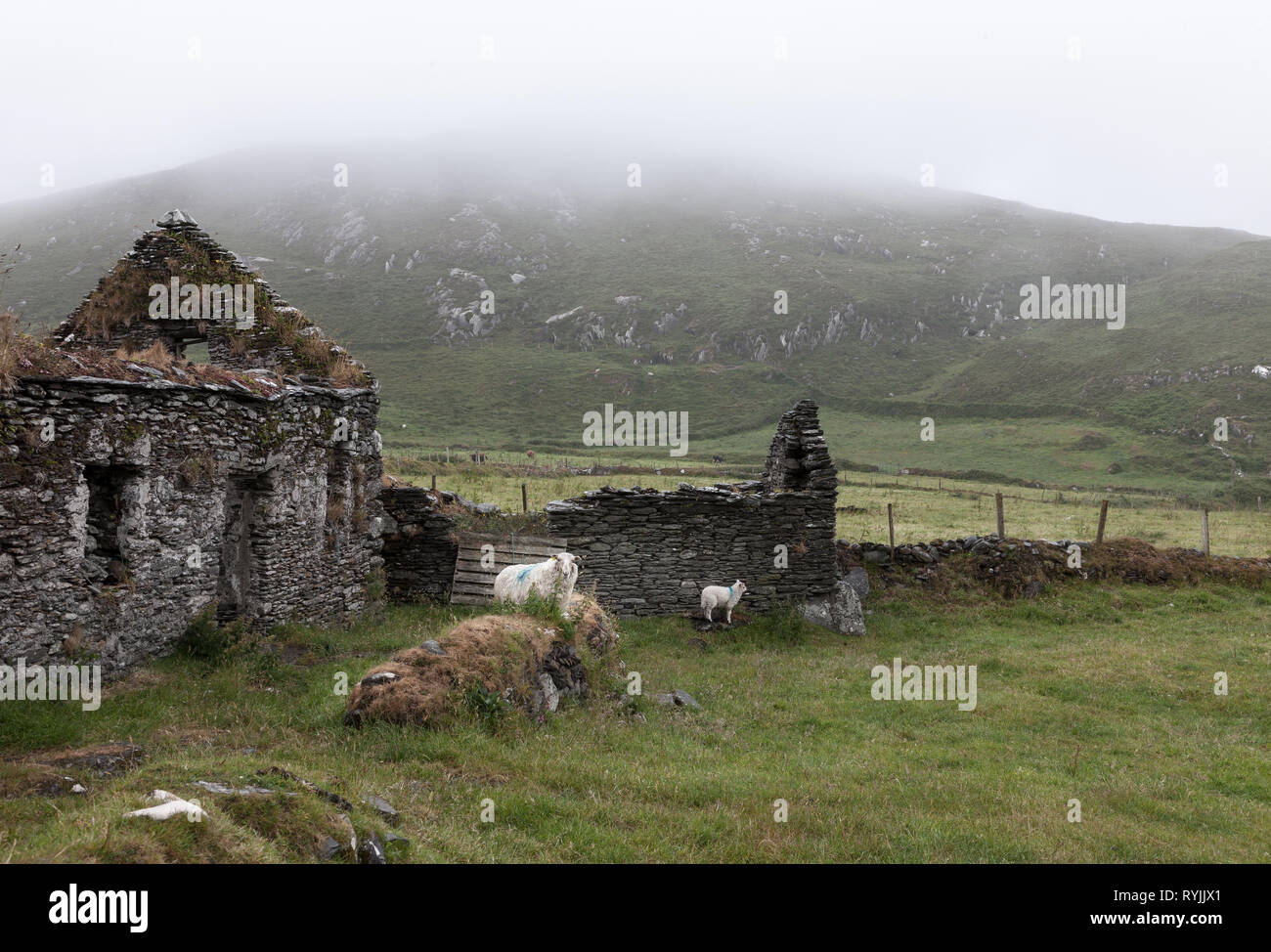 Dursey Island, Cork, Irland. 18 Juni, 2016 ein Schaf und Lamm Tierheim nehmen an einem regnerischen Tag in der Gemeinde von Kilmichael auf dursey Island, Co.Kor Stockfoto