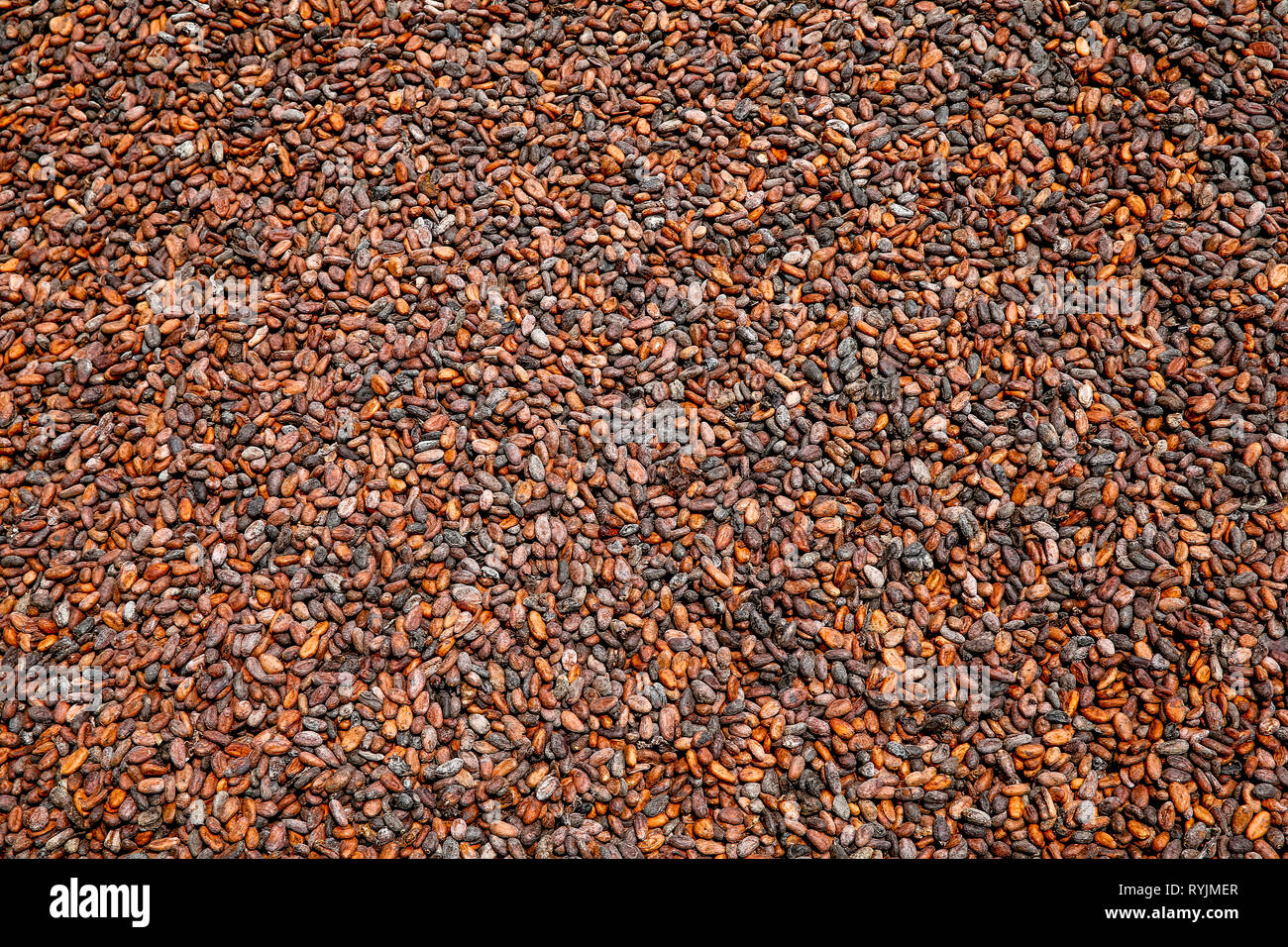 Kakao Trocknen in der Nähe von Agboville, Elfenbeinküste. Stockfoto