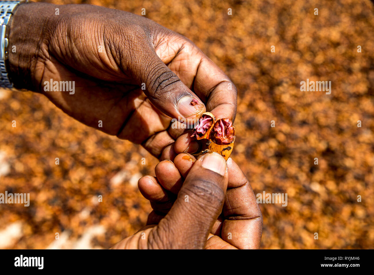 Pflanzmaschine Öffnen einer Kaffeebohne in Guezon, Elfenbeinküste. Stockfoto