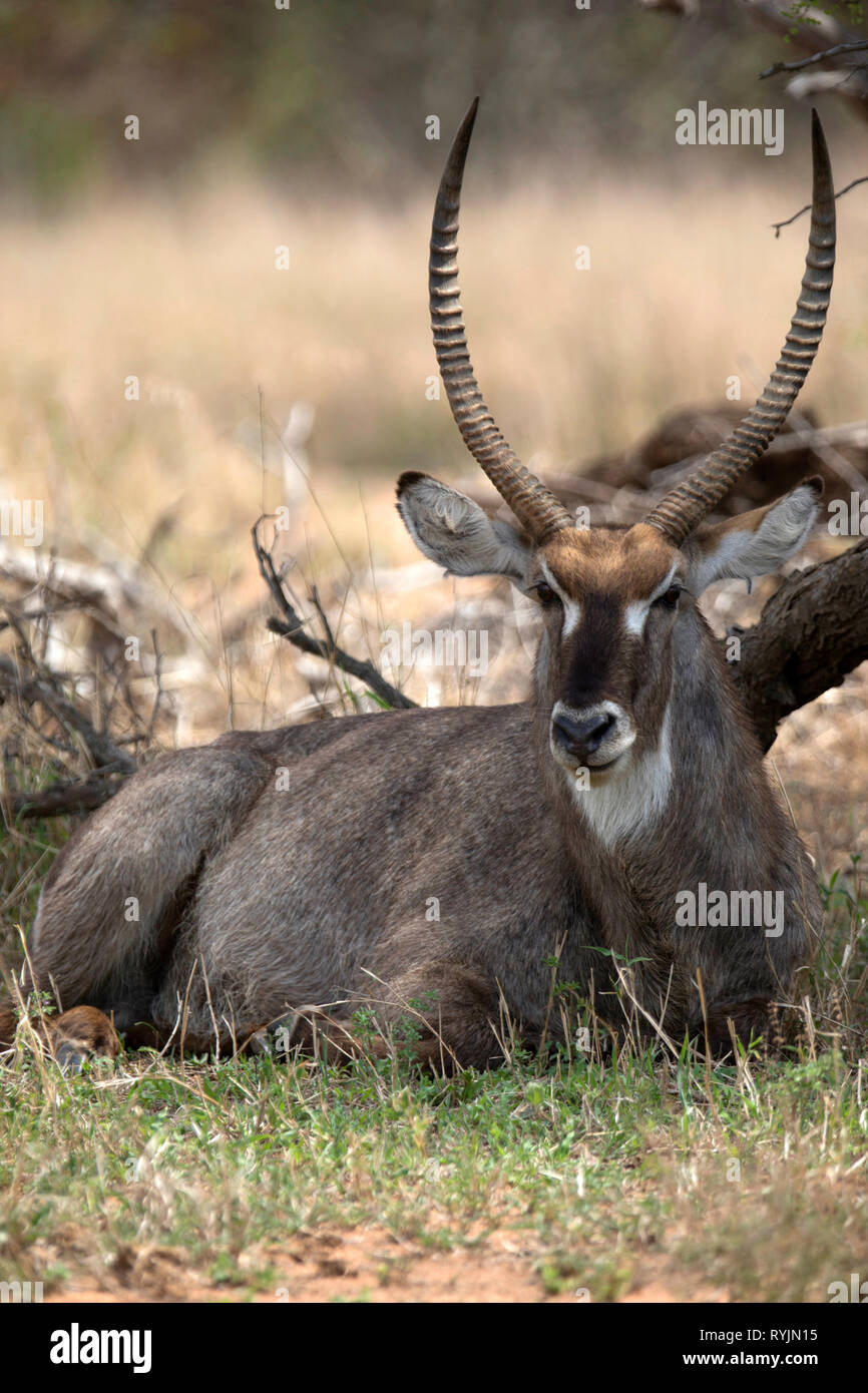 Wasserböcke (Kobus ellipsiprymnus). Krüger National Park. Südafrika. Stockfoto