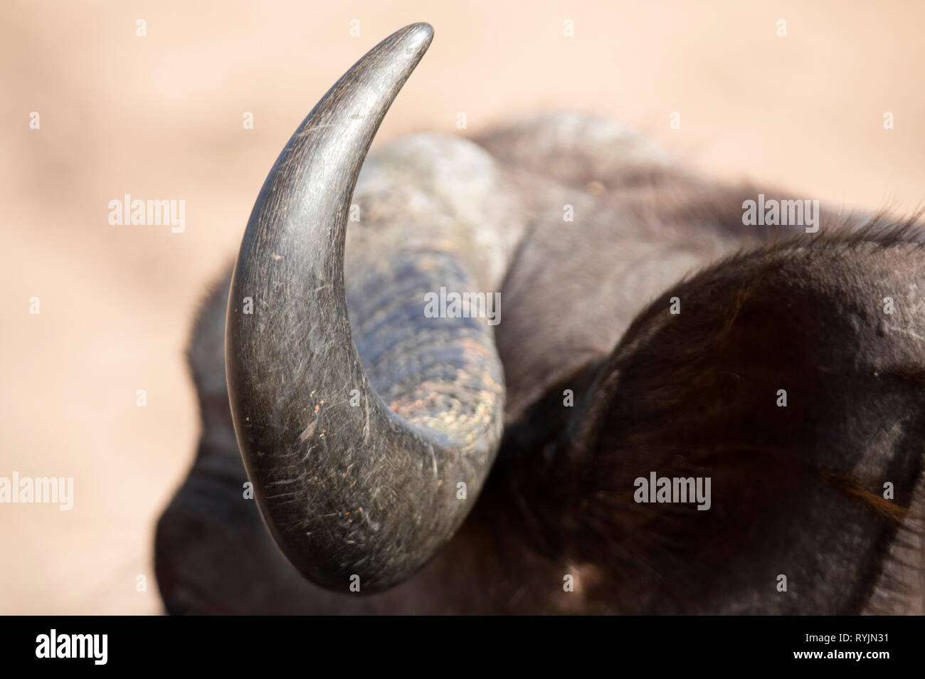 Afrikanischer Büffel (Syncerus Caffer). Krüger National Park. Südafrika. Stockfoto