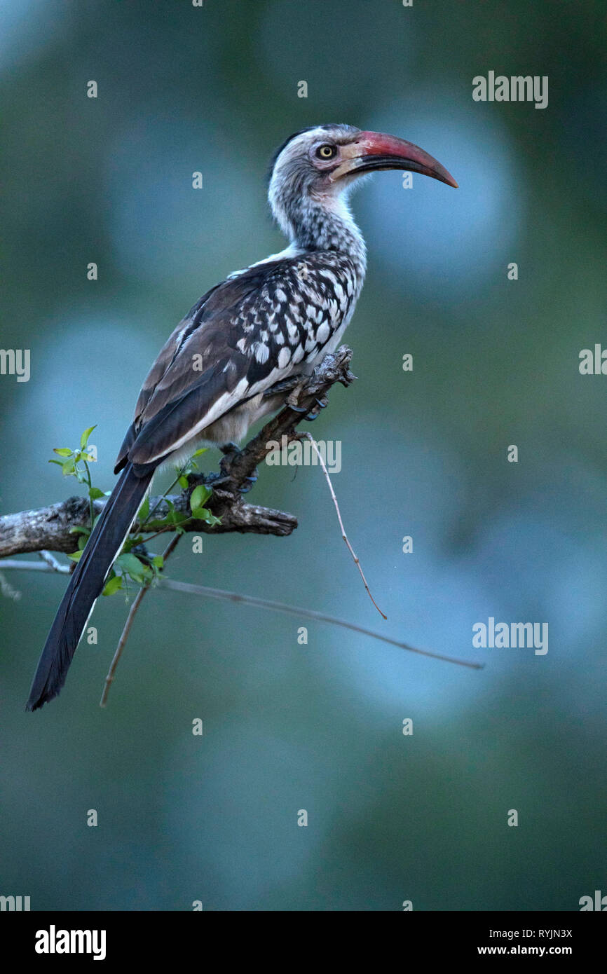 Nashornvogel (Bucerotidae) am Baum. Krüger National Park. Südafrika. Stockfoto