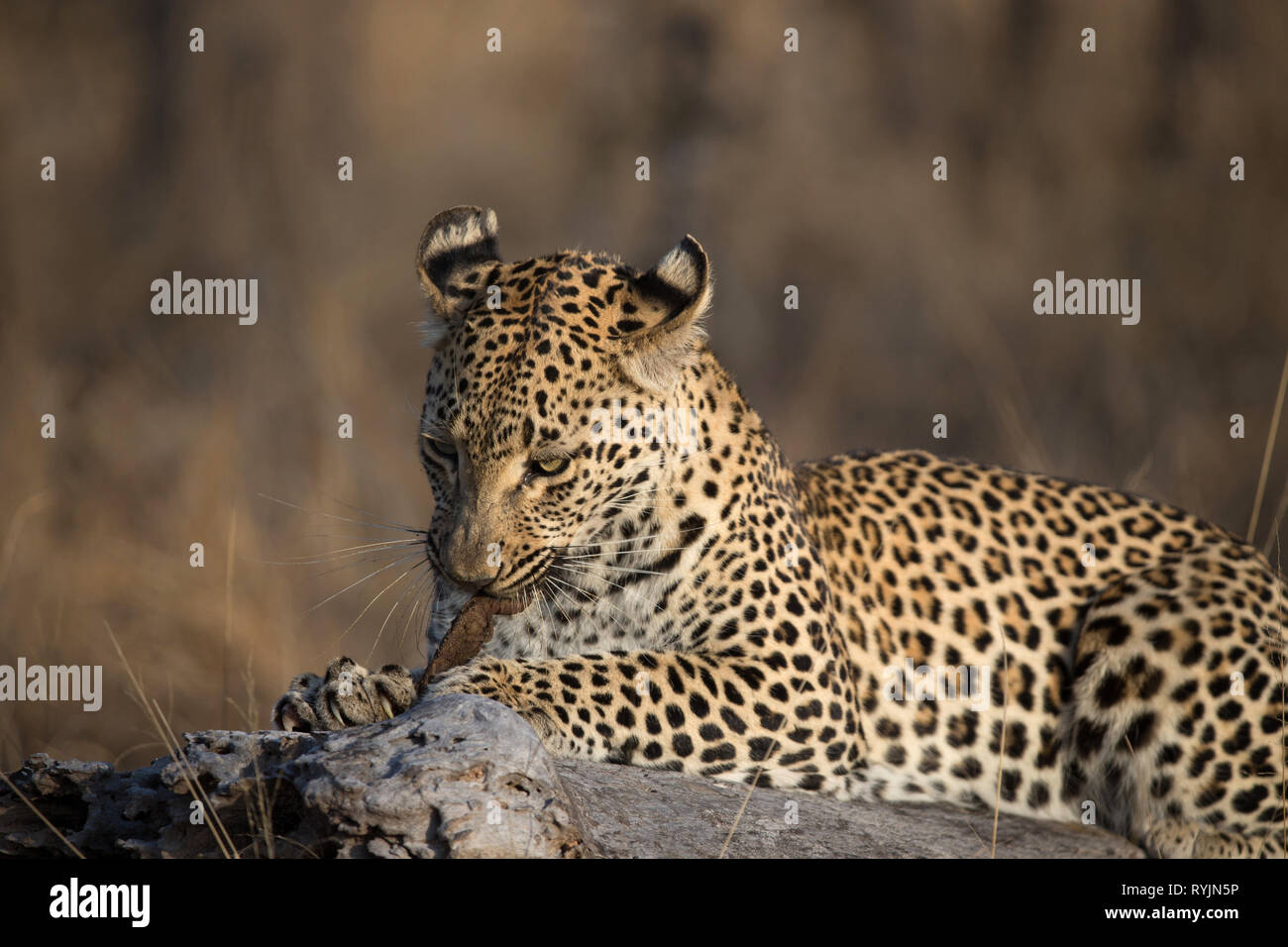 African Leopard (Panthera pardus) in der Savanne. Krüger National Park. Südafrika. Stockfoto