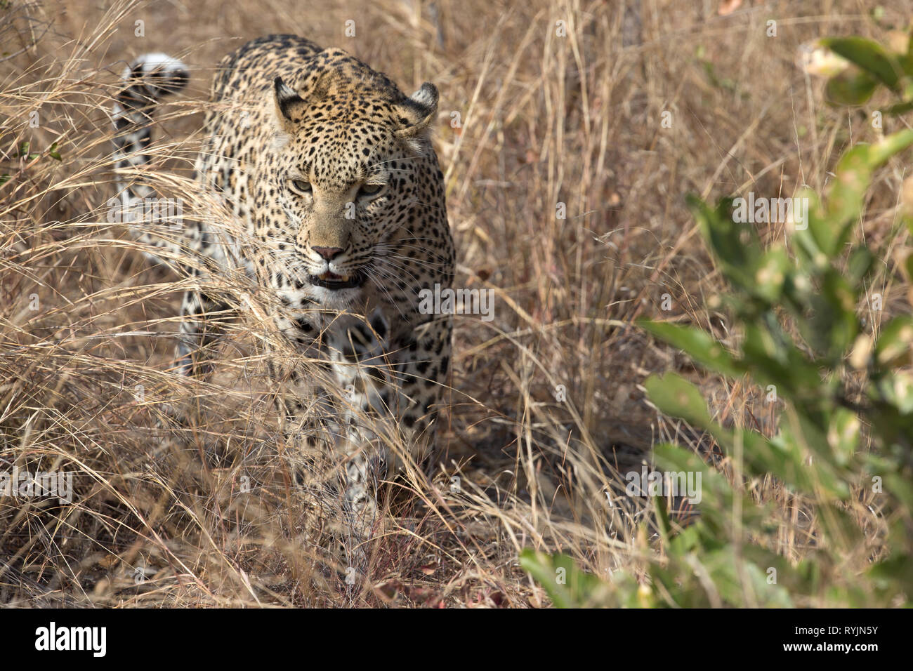 African Leopard (Panthera pardus) in der Savanne. Krüger National Park. Südafrika. Stockfoto