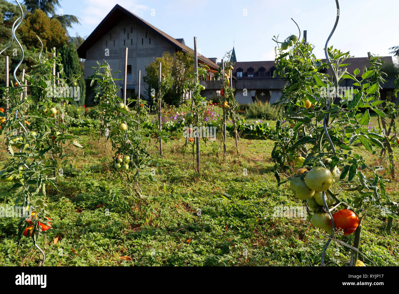 Die Visitation Kloster. Garten mit Tomaten. Stockfoto