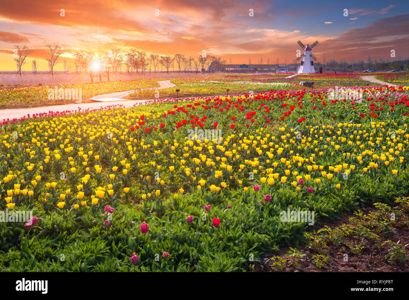 Tulip und schöne Landschaft mit Sunrise Stockfoto