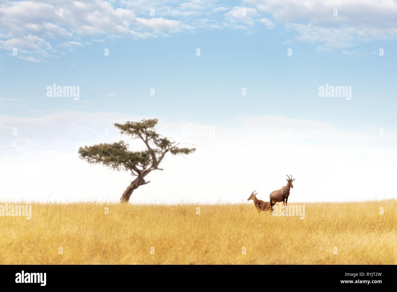 Ein Paar von topi Wache von einem erhöhten Damm in der Masai Mara. Ein einsamer Akazie ist am Horizont. Die Topi, Damaliscus lunatus jimela, decl Stockfoto