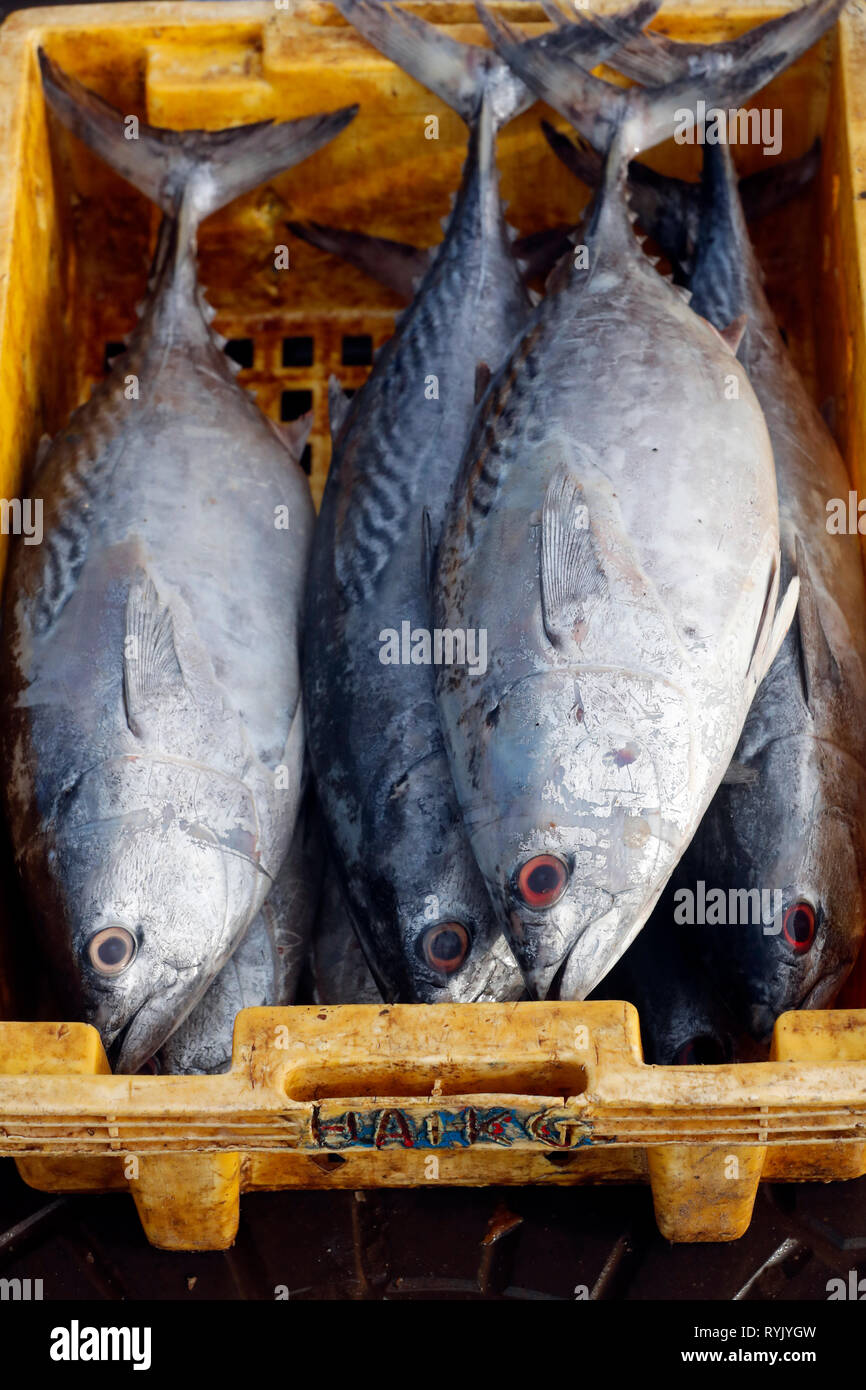 Fischmarkt. Frischer Thunfisch. Ha Tien. Vietnam. Stockfoto