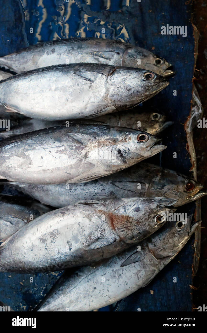 Fischmarkt. Frischer Thunfisch. Ha Tien. Vietnam. Stockfoto