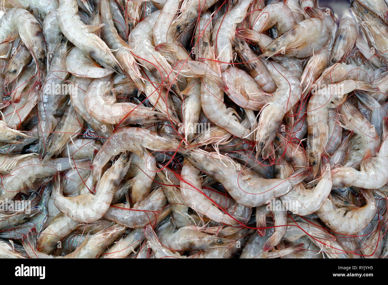 Fischmarkt. Frische Garnelen zum Verkauf. Ha Tien. Vietnam. Stockfoto