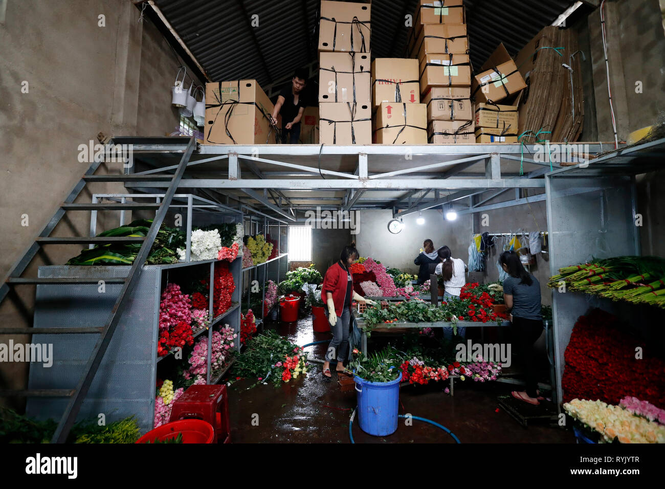 Frauen in eine Blume Fabrik arbeiten. Dalat. Vietnam. Stockfoto