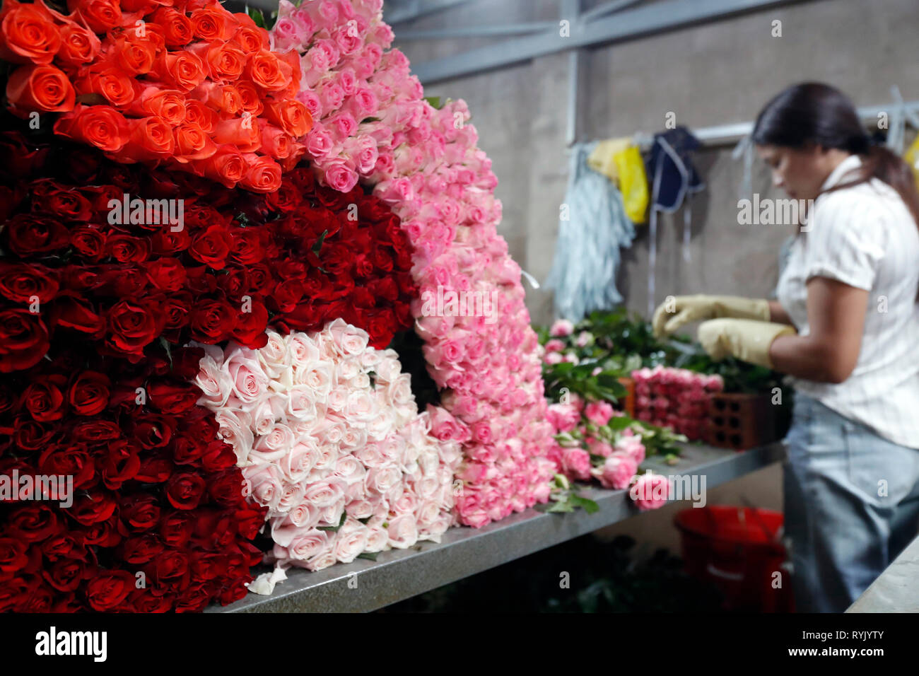 Frau in eine Blume Fabrik arbeiten. Dalat. Vietnam. Stockfoto