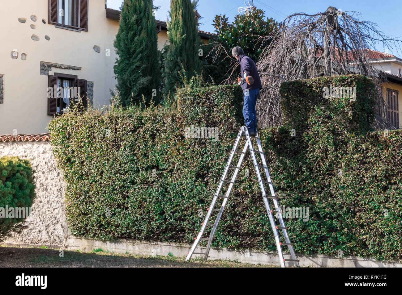 Mann bei der Arbeit auf einer Leiter mit der Heckenschere in Aktion. Gartenarbeit und Schneiden. Sträucher beschneiden. Stockfoto