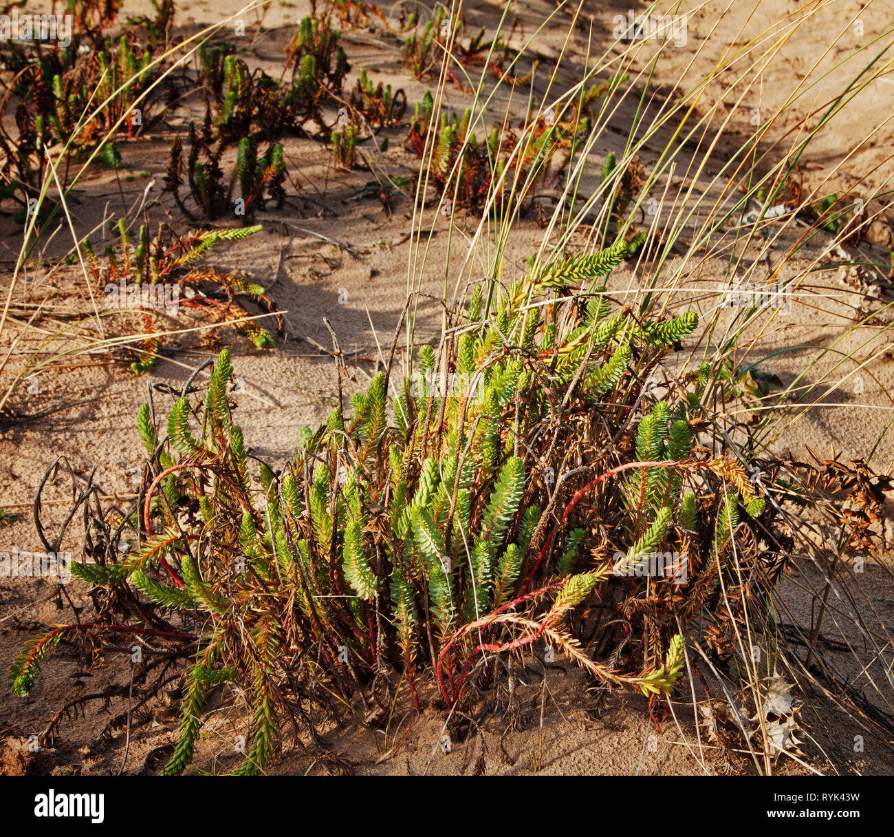 Fauna, marram Gras und andere Botanik in den Sanddünen auf Formby Strand Stockfoto