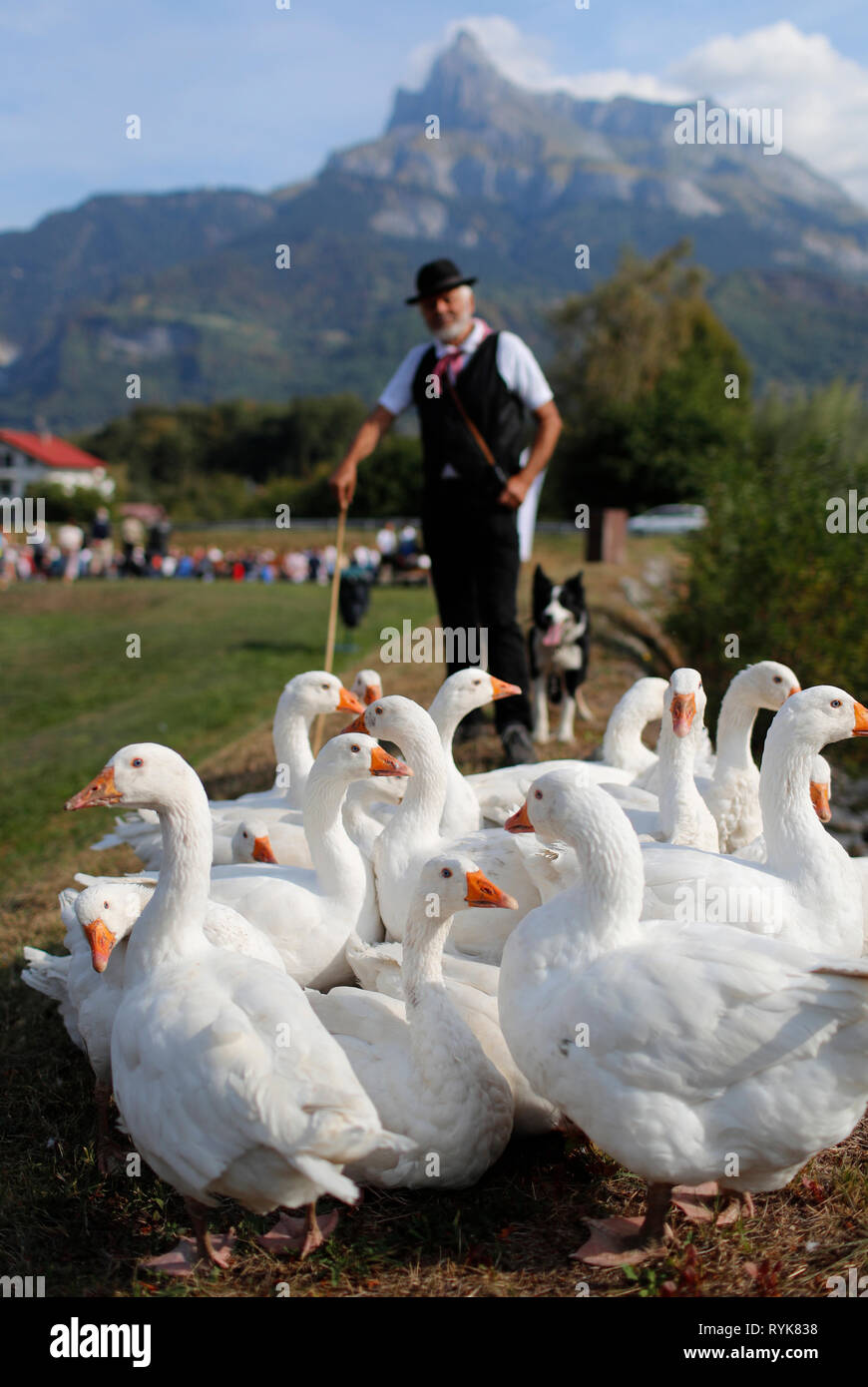 Alte Domancy Craft Festival. Bauer mit rroup der weißen Gans. Frankreich. Stockfoto