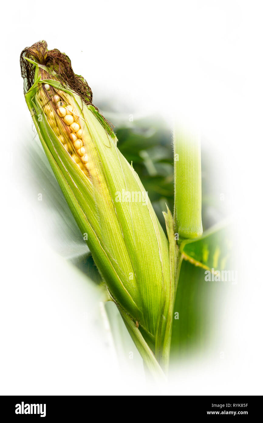 Ohr von Mais. Silage ist von den Stengeln und Maiskolben. Ausgezeichnetes Futter für Kühe auf einer Molkerei. Isoliert Foto. Stockfoto