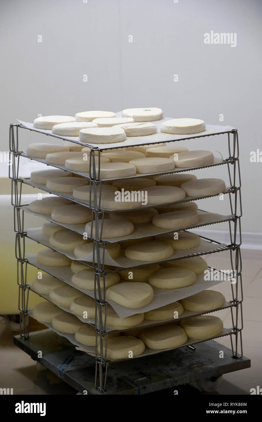Traditionelle Käsefabrik. Reblochon, französischer Käse aus Savoie aus der Milch der Kuh produziert. Bogeve. Frankreich. Stockfoto