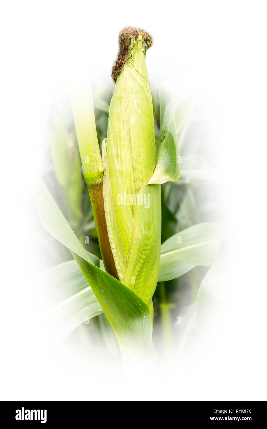 Ohr von Mais. Silage ist von den Stengeln und Maiskolben. Ausgezeichnetes Futter für Kühe auf einer Molkerei. Isoliert Foto. Stockfoto