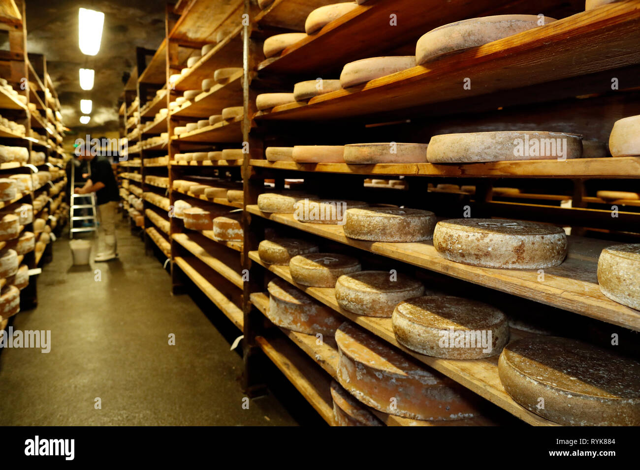 Handwerkliche Beaufort Käse in der Veredelung in einem traditionellen Weinkeller. Rognaix. Frankreich. Stockfoto