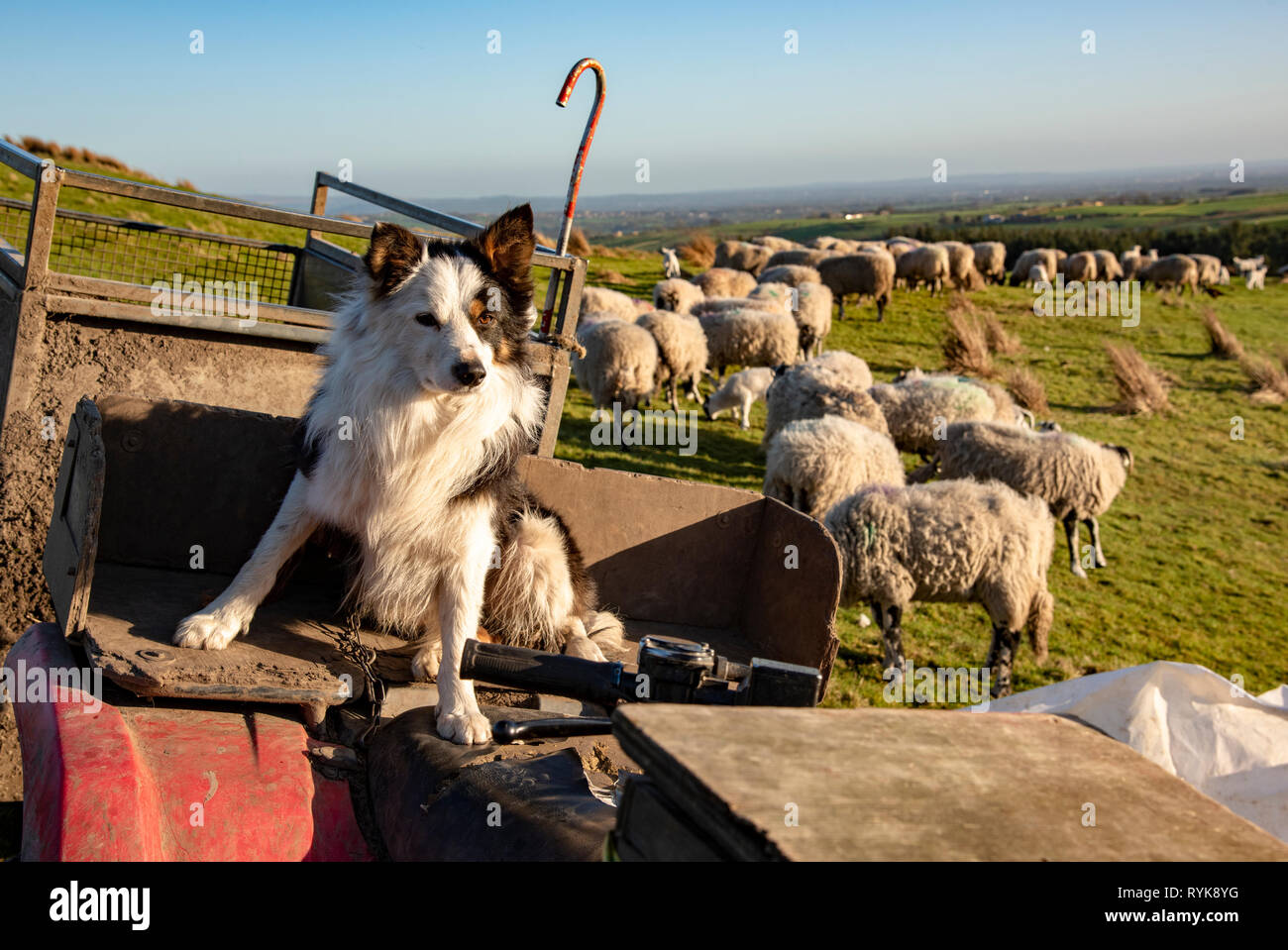 Border Collie Schäferhund sitzend auf einem ATV, mit einer Herde Schafe und Lämmer im Hintergrund, Chipping, Lancashire. Stockfoto