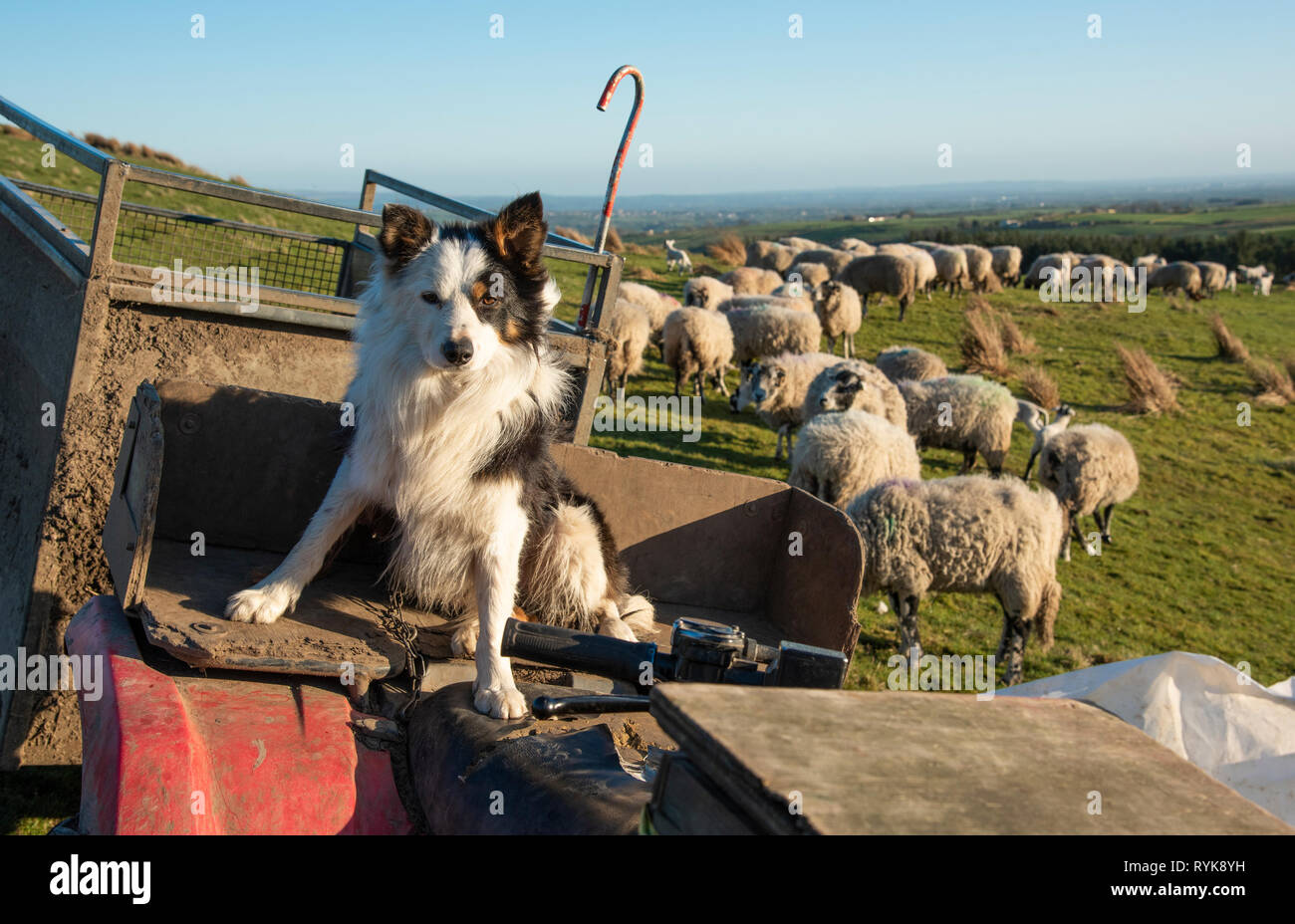 Border Collie Schäferhund sitzend auf einem ATV, mit einer Herde Schafe und Lämmer im Hintergrund, Chipping, Lancashire. Stockfoto