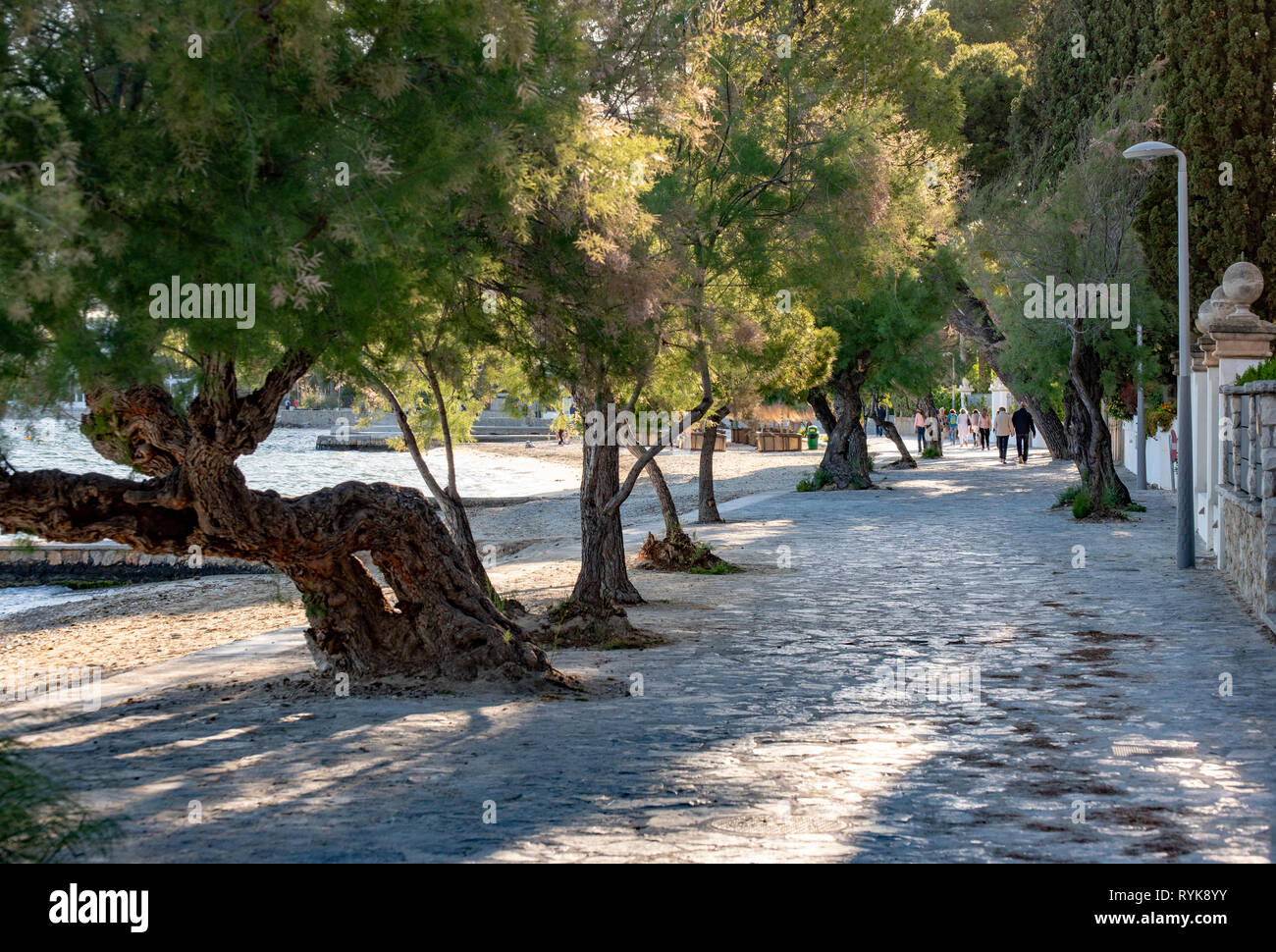Pine Walk in Port de Pollenca, Mallorca, Spanien. Stockfoto