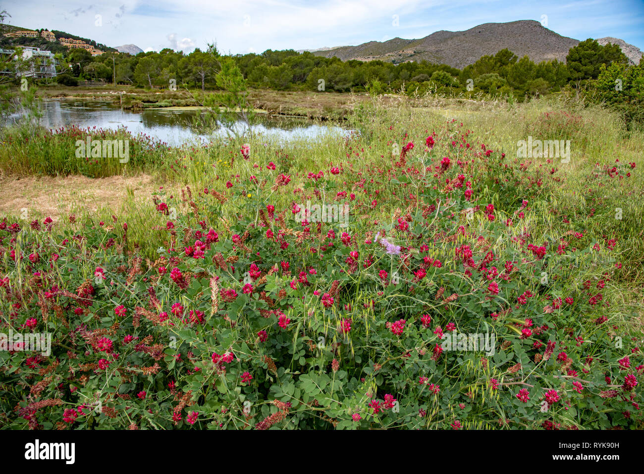 La Gola Naturpark, ein kleines Feuchtgebiet zentral in Puerto Pollenca Stadt, Mojorca, Spanien befindet. Stockfoto