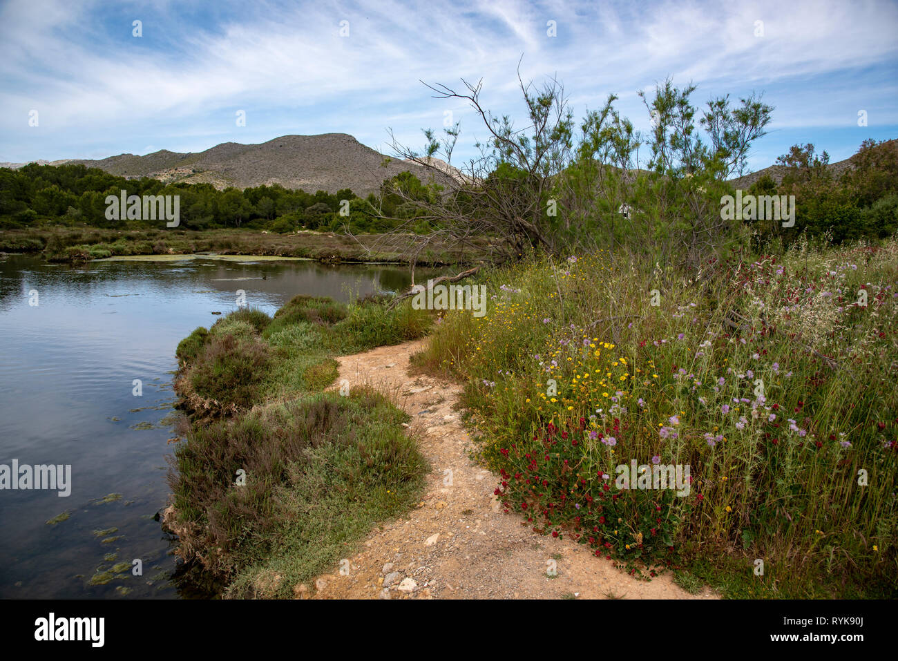 La Gola Naturpark, ein kleines Feuchtgebiet zentral in Puerto Pollenca Stadt, Mojorca, Spanien befindet. Stockfoto