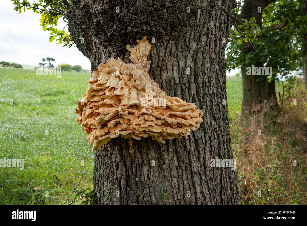 Orange und gelbe Halterung Pilz wachsen auf einer Eiche, Whitewell, Clitheroe, Lancashire. Stockfoto