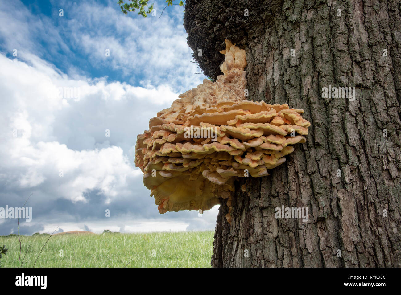 Orange und gelbe Halterung Pilz wachsen auf einer Eiche, Whitewell, Clitheroe, Lancashire. Stockfoto