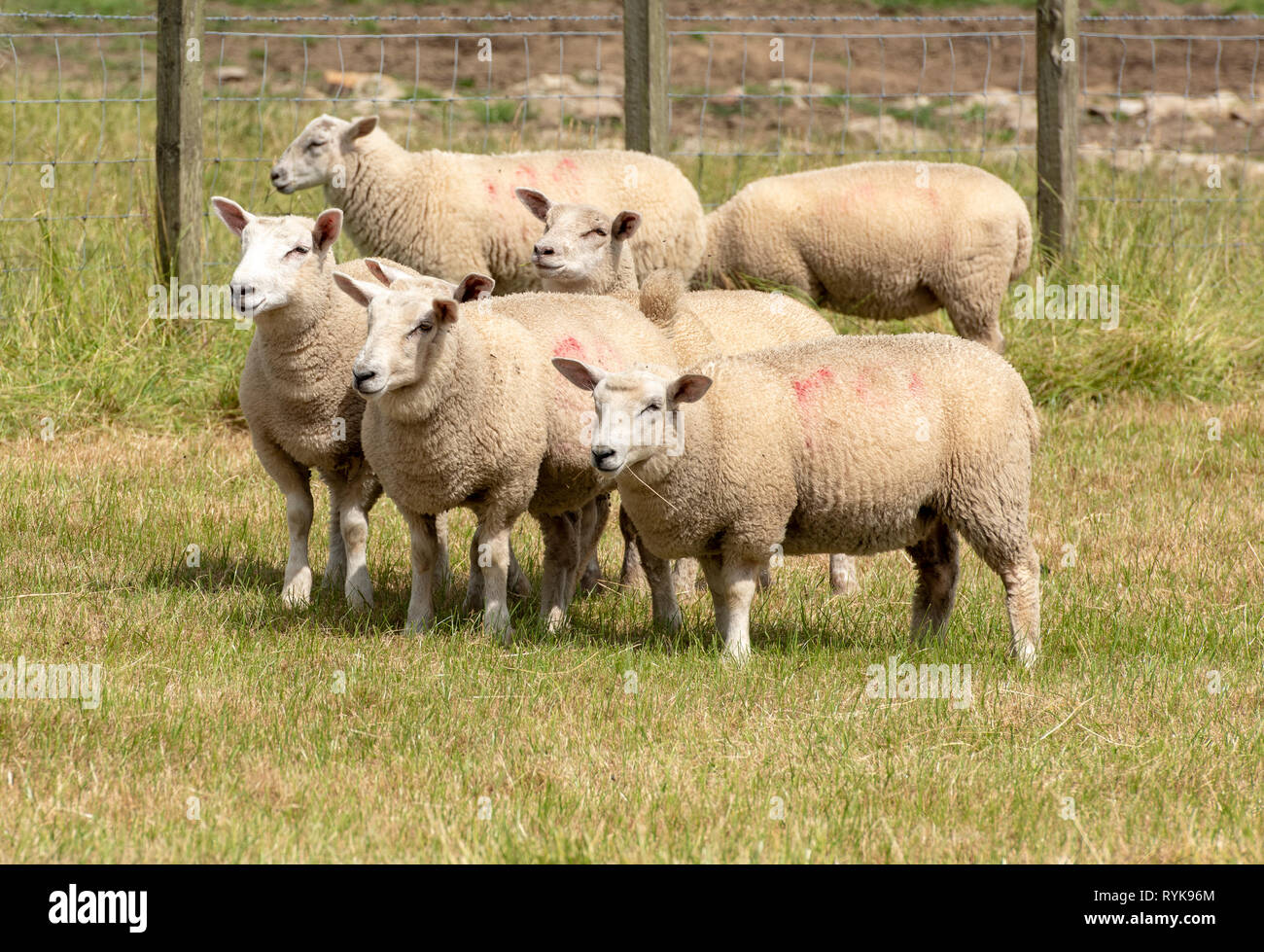 Cross-bred Lämmer, Co Durham. Stockfoto