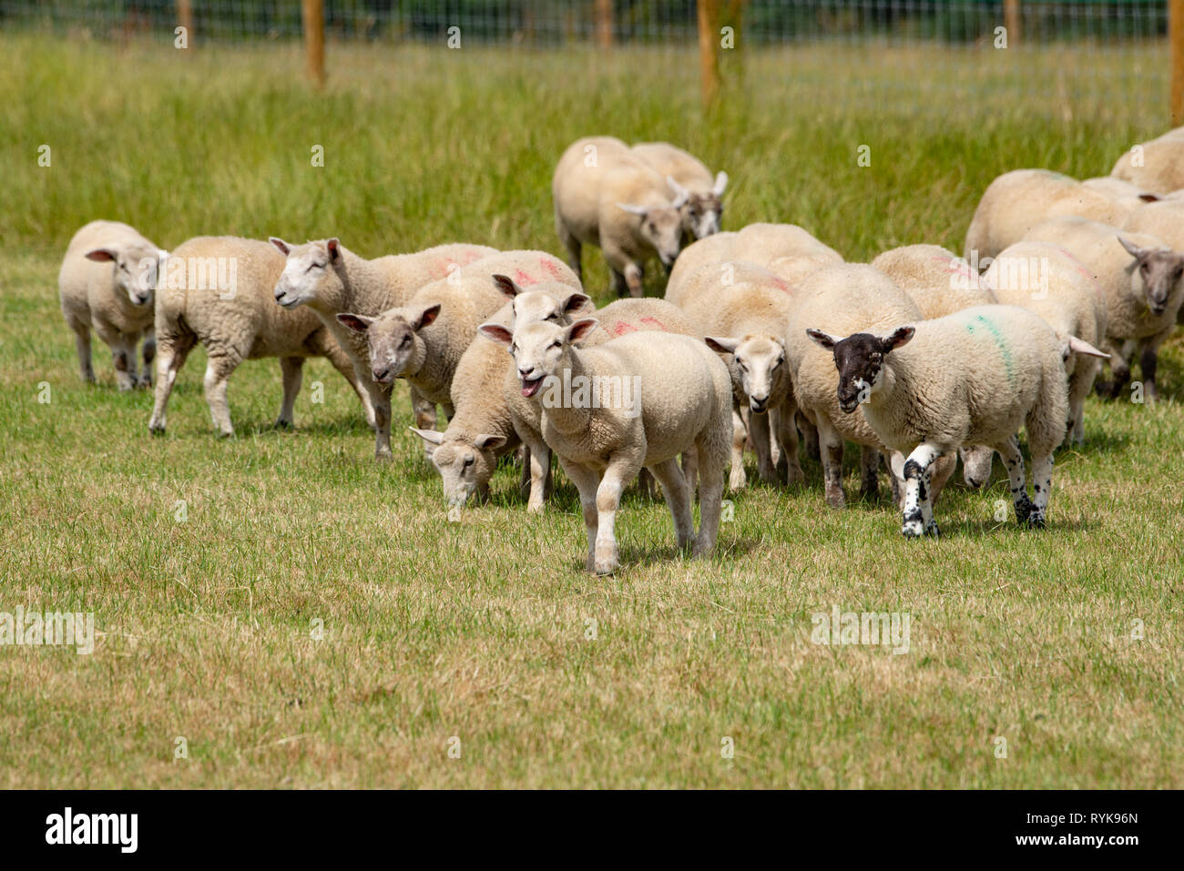 Cross-bred Lämmer, Co Durham. Stockfoto