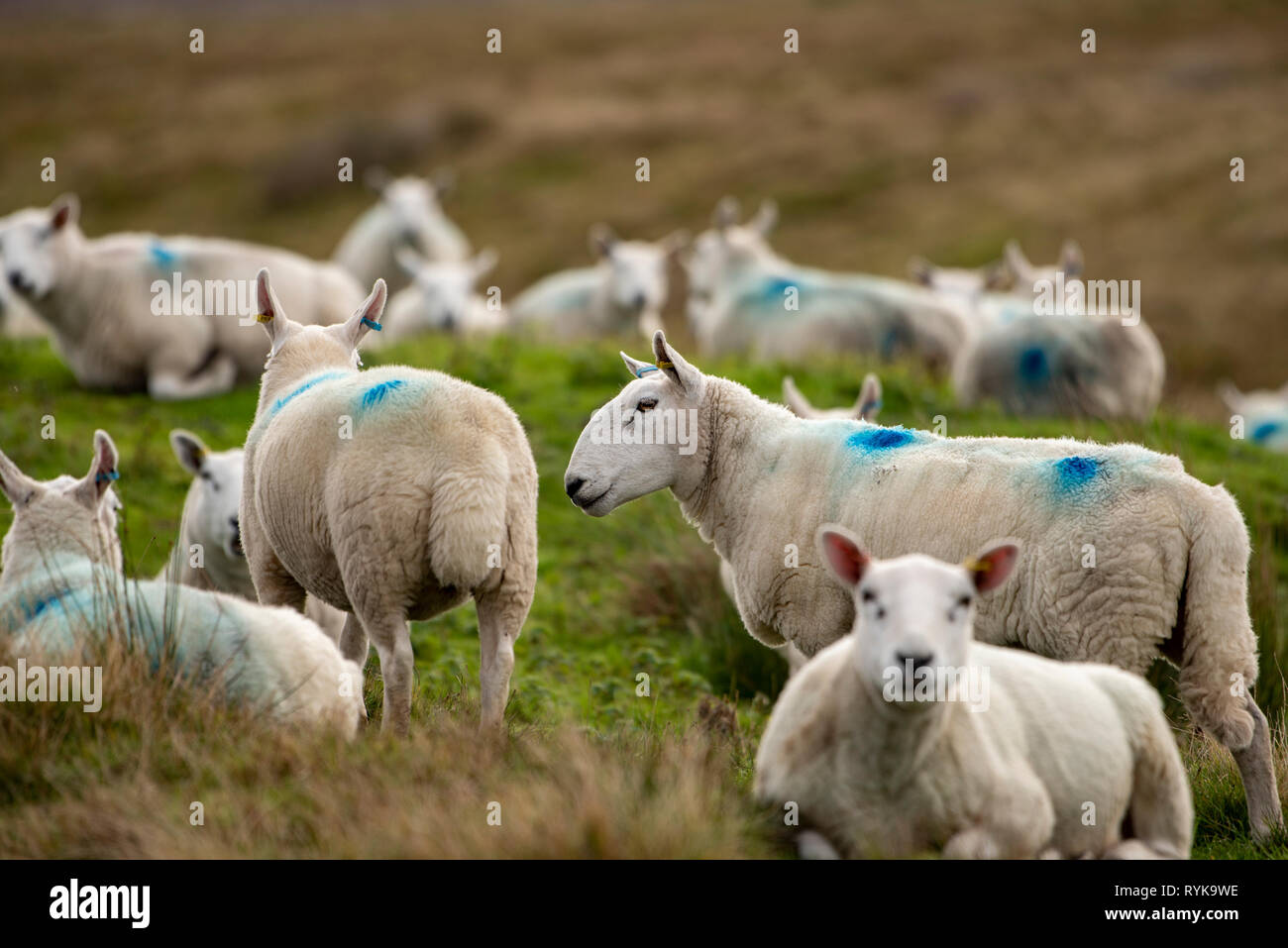 Cheviot Schafen in der Nähe von Lancaster, Lancashire. Stockfoto