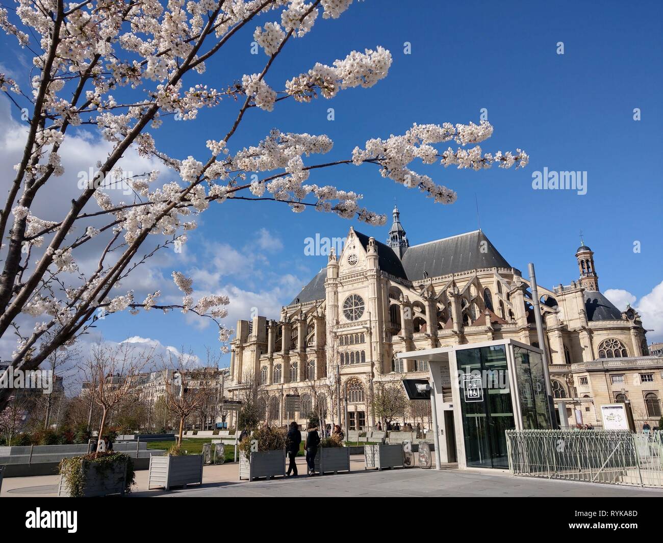 Cherry Blossom vor saint-eustache Kirche, St. Eustatius Kirche, eglise Saint Eustache, Les Halles, Paris, Frankreich Stockfoto