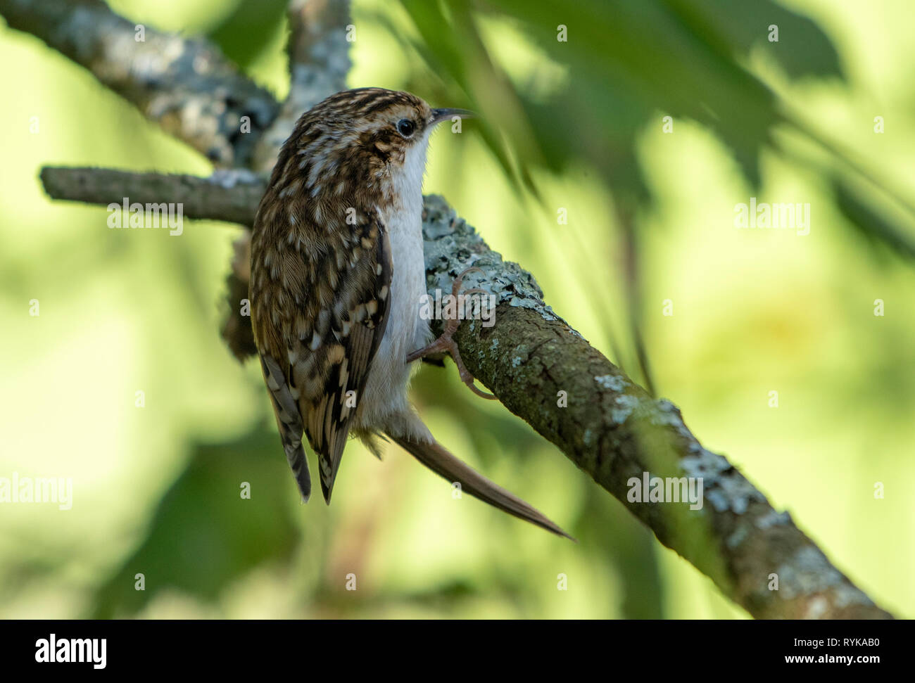 Eine Treecreeper, Leighton Moos, Silverdale, Carnforth, Lancashire. Stockfoto