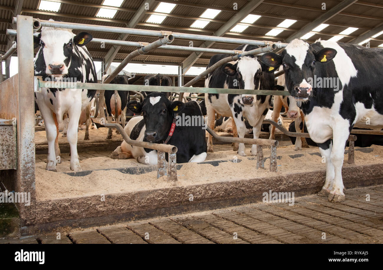 Holsteiner Milchkühe in einem boxenstall, Gloucestershire. Stockfoto