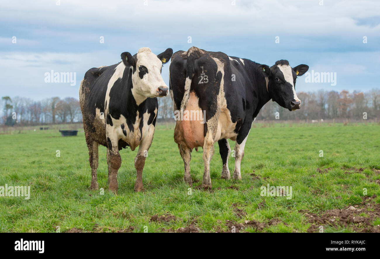 Holstein -Fotos und -Bildmaterial in hoher Auflösung – Alamy