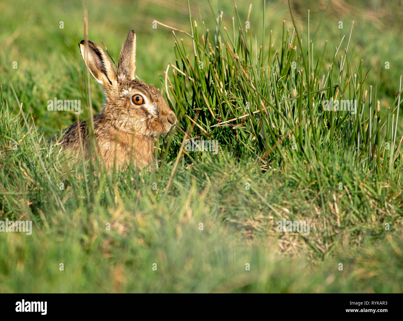 Europäische Feldhase sitzend, Whitewell, Lancashire. Stockfoto