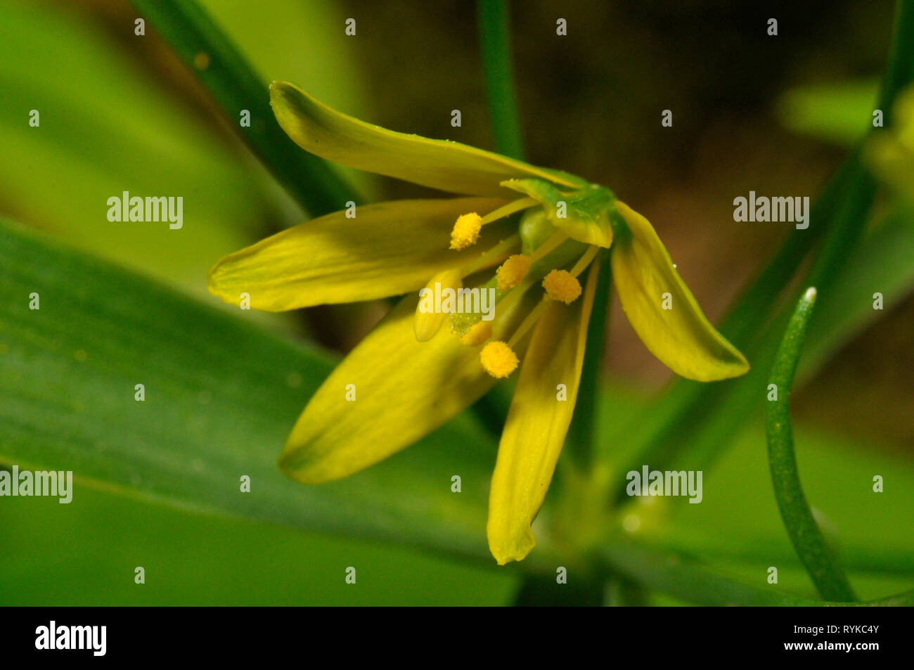 Gelber Stern-von-Bethlehem, Gagea lutea, Liliaceae Familie, wachsen im Wald auf grundlegende Böden. Selten, aber lokal reichlich. Blumen April - Mai, Mendip Stockfoto