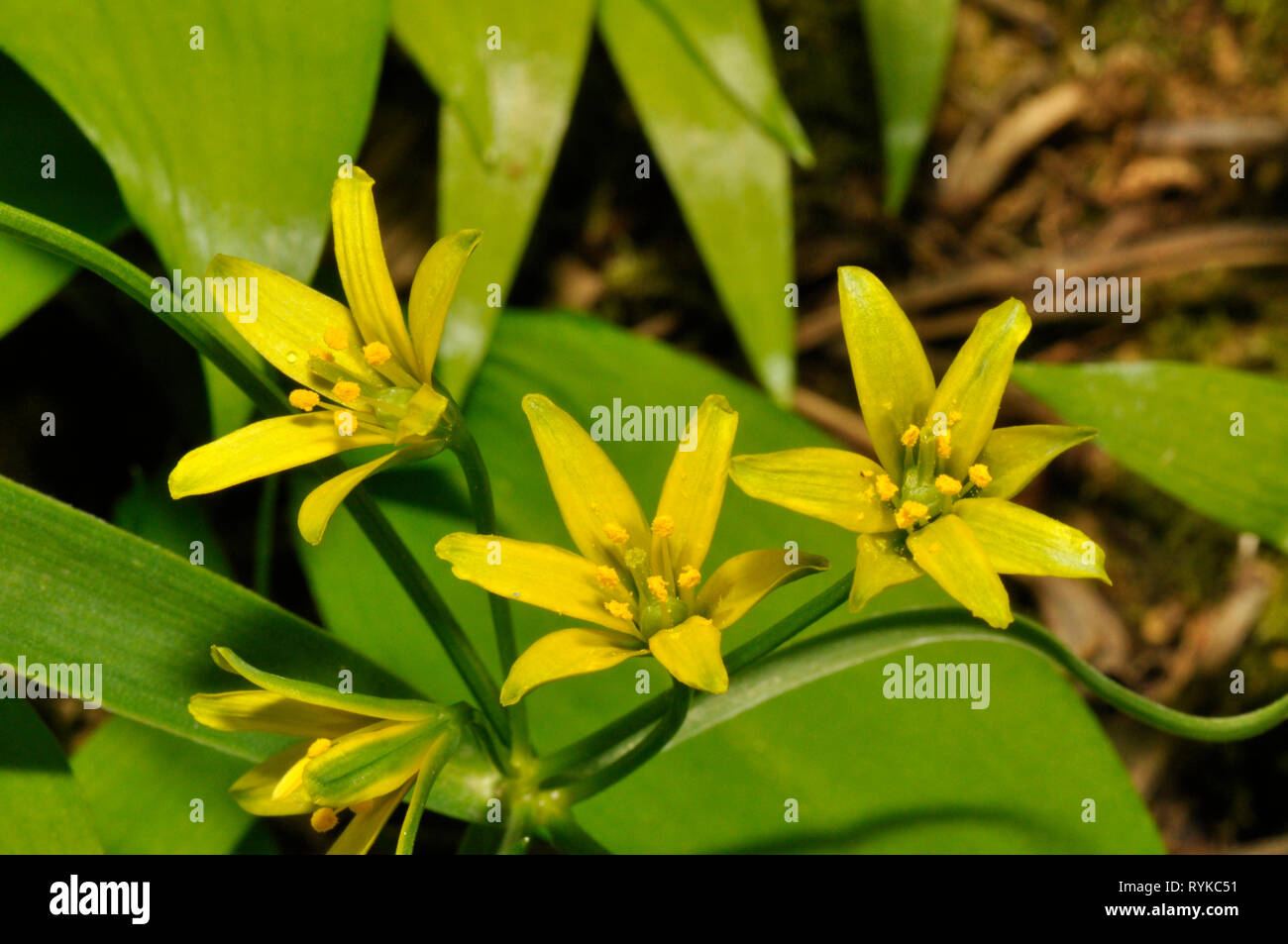 Gelber Stern-von-Bethlehem, Gagea lutea, Liliaceae Familie, wachsen im Wald auf grundlegende Böden. Selten, aber lokal reichlich. Blumen April - Mai, Mendip Stockfoto