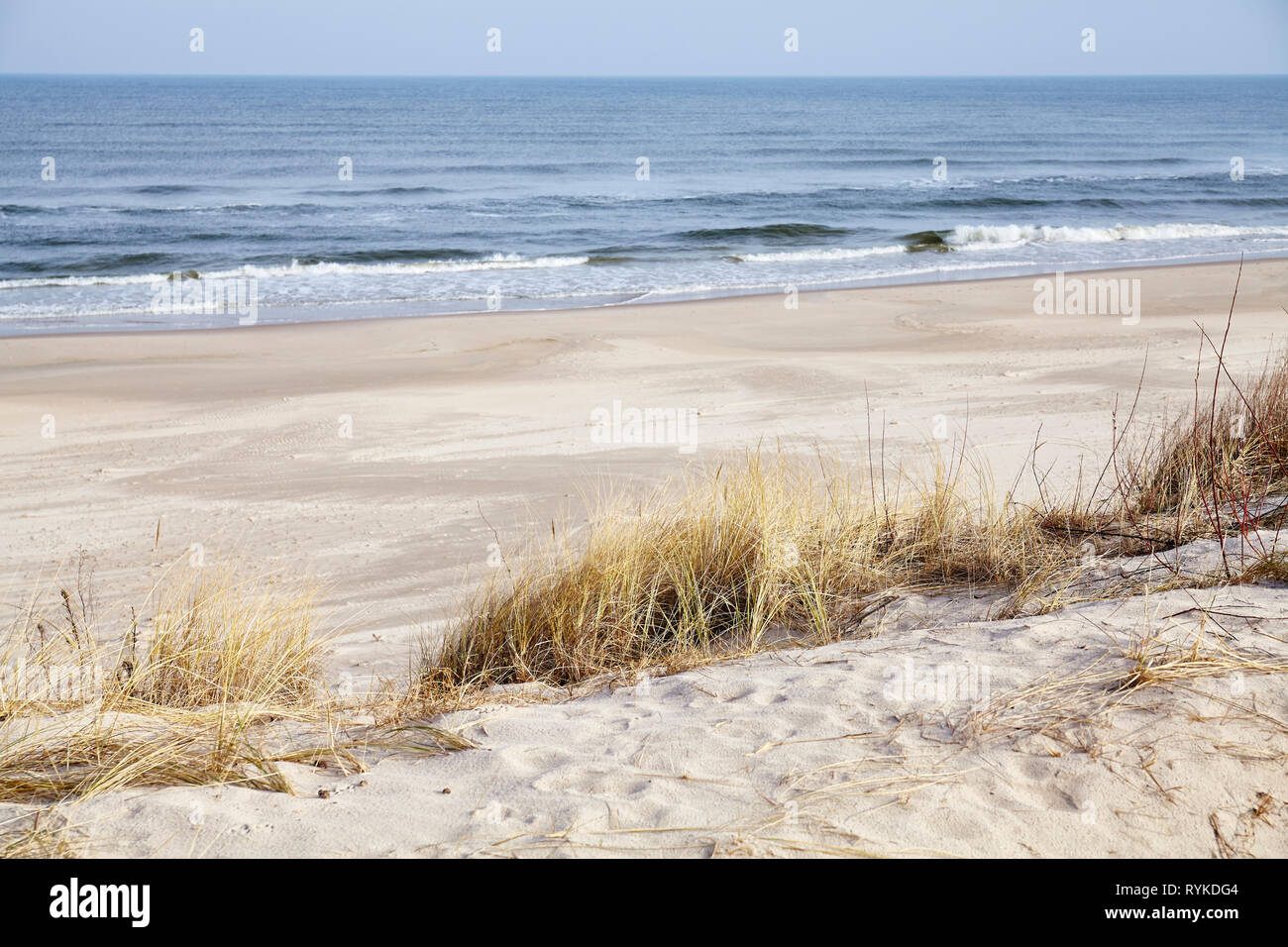 Getrocknetes Gras auf einem Strand, Düne, selektiven Fokus. Stockfoto