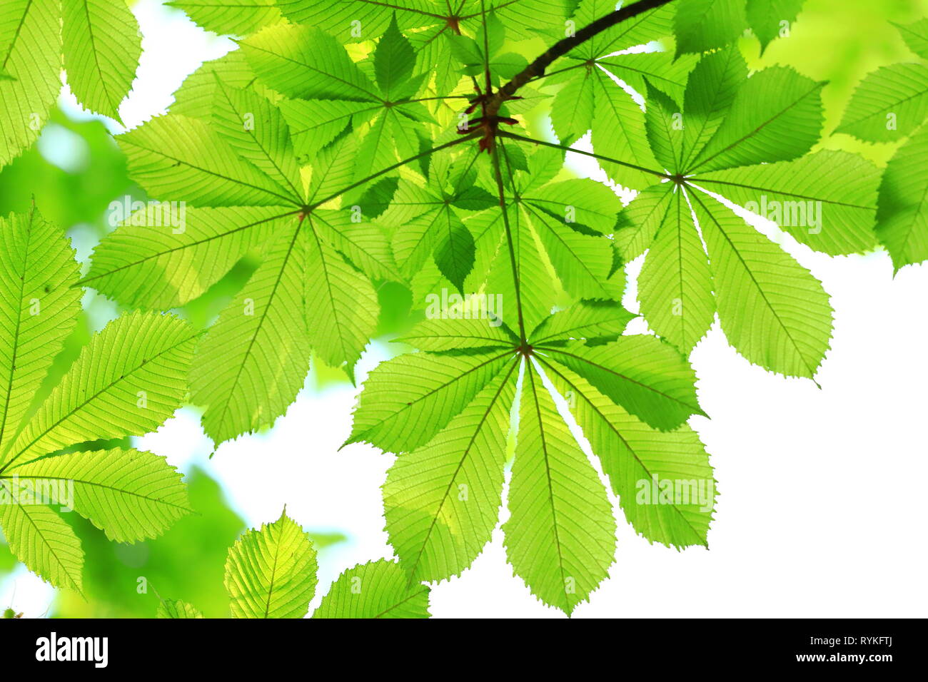 Frühling Hintergrund, grüne Kastanien Blätter auf hellen verschwommenen Hintergrund Stockfoto