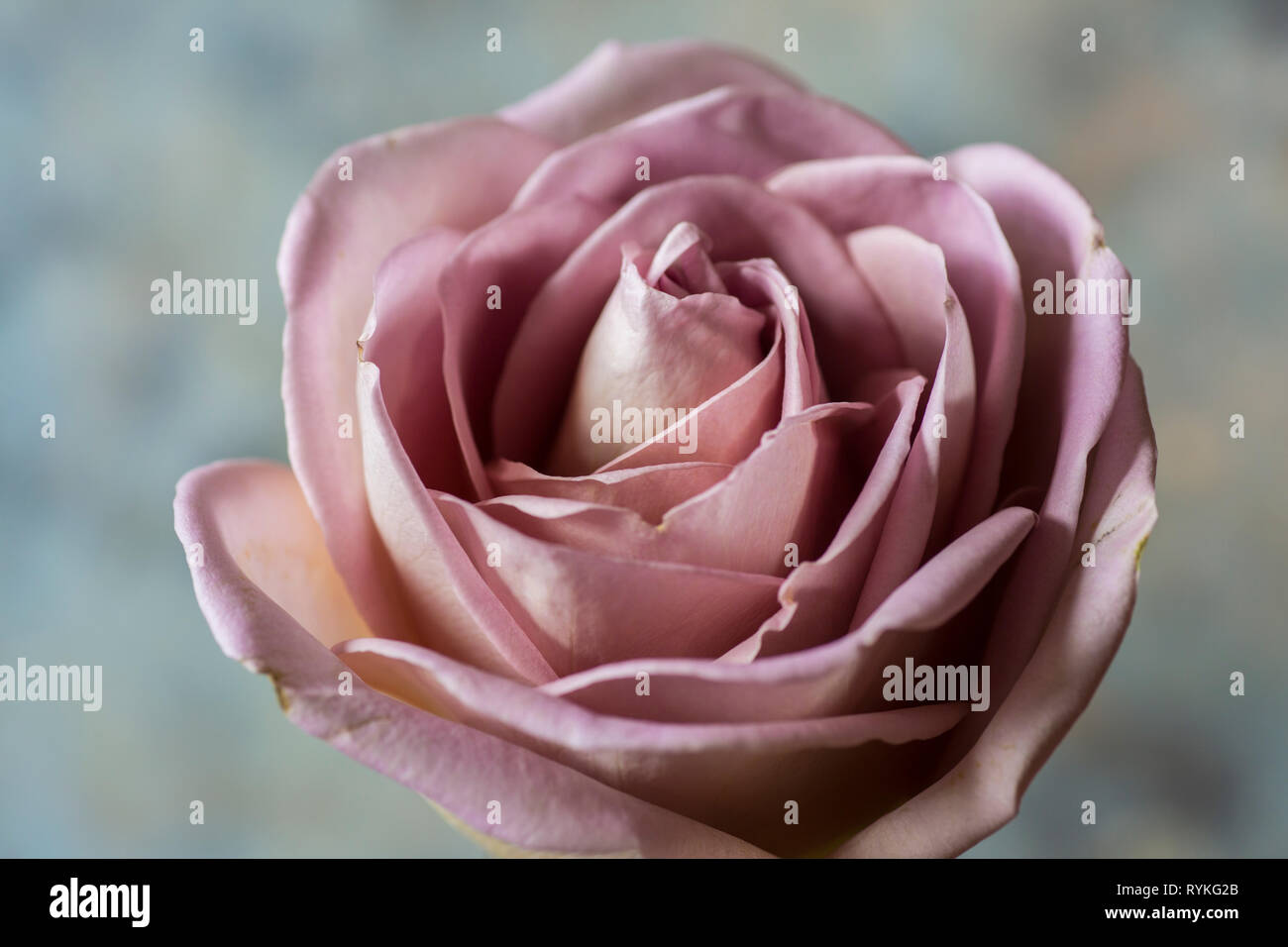 Rosa Rose, single dusky Pink Rose Blume in der Nähe Stockfoto